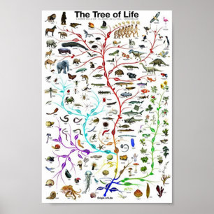 Undervisningen i livets träd poster
