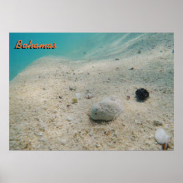 Underwater Bahamas Poster