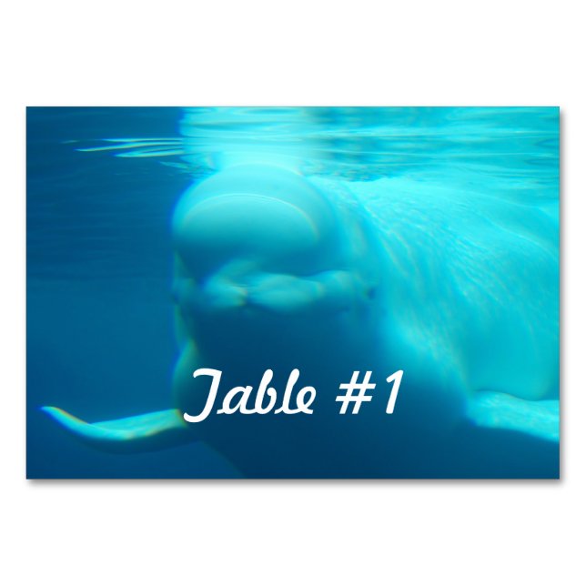 Underwater Beluga Whale Bordsnummer (Framsidan)