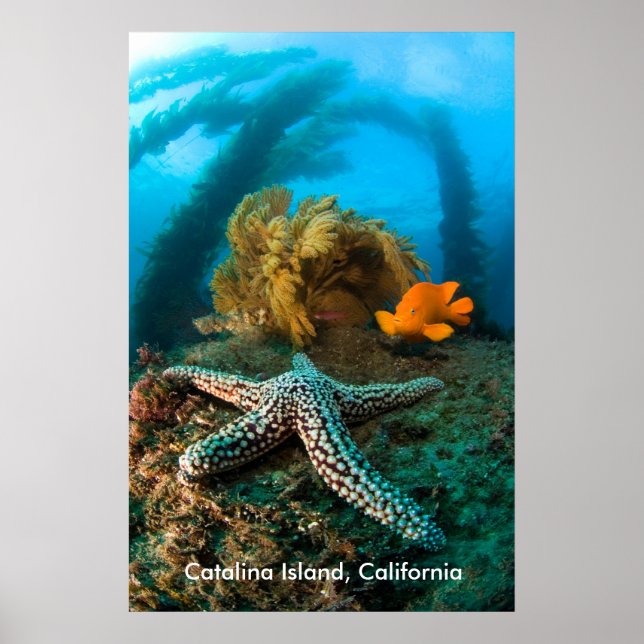 Underwater Catalina Island, Kalifornien Poster (Framsidan)