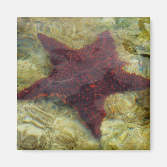 Underwater Starfish in the Bahamas Magnet (Framsidan)