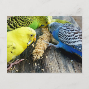 Undulater (Melopsittacus undulatus) Vykort