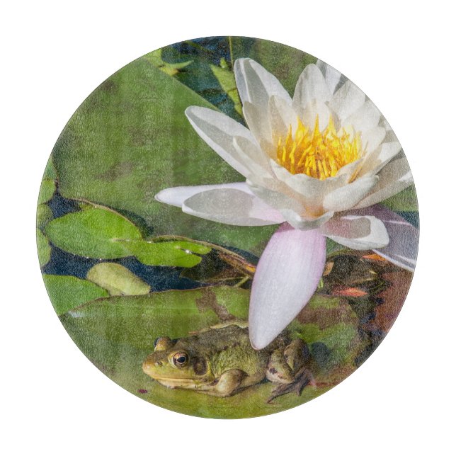 Une grenouille sous une fleur de nénuphar (Framsidan)