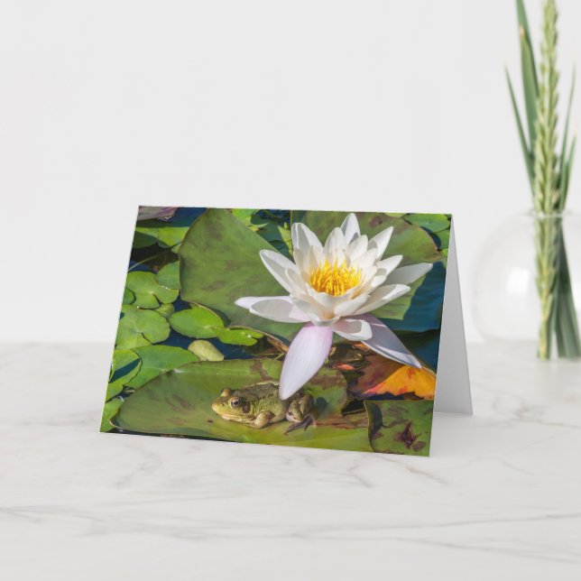 Une grenouille sous une fleur de nénuphar kort (Framsida)