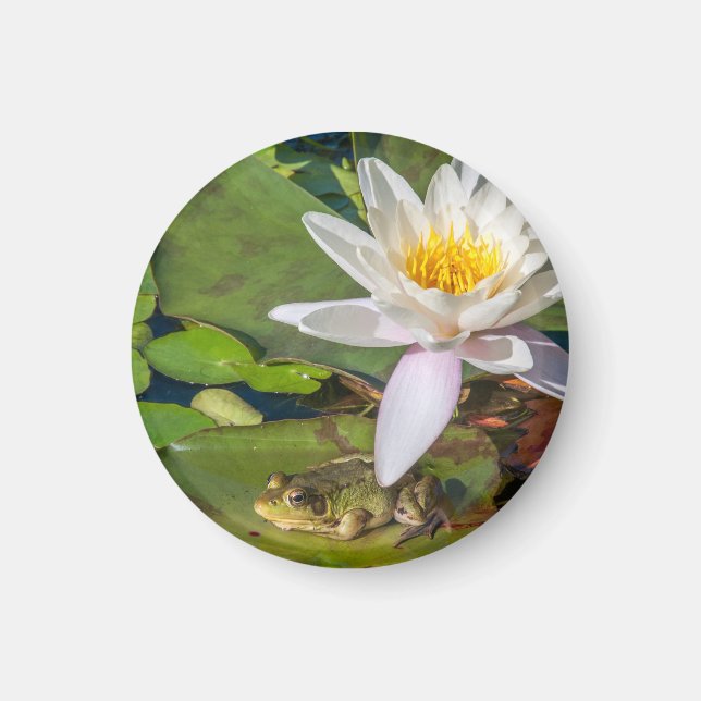 Une grenouille sous une fleur de nénuphar magnet (Framsidan)