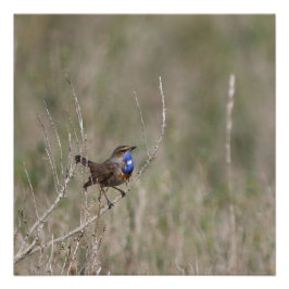 Une photo du gorgebleue à miroir perfect poster