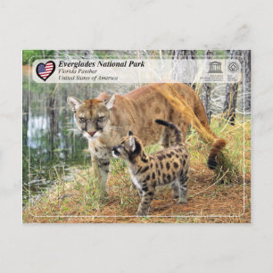 Unesco- Everglades nationalpark - Florida Panther Vykort