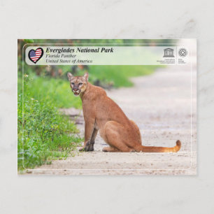 Unesco- Everglades nationalpark - Florida Panther Vykort
