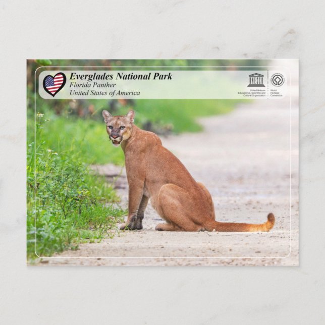 Unesco- Everglades nationalpark - Florida Panther Vykort (Framsida)