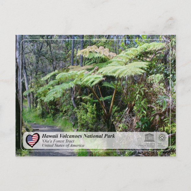Unesco - Hawaii Vulkaners NP - "Ola'a Forest Post Vykort (Framsida)
