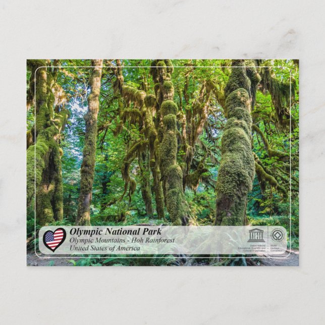 Unesco - Olympic National Park - Hoh Rainforest Vykort (Framsida)
