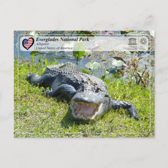 Unesco WHS - Everglades nationalpark - Alligator Vykort (Framsida)
