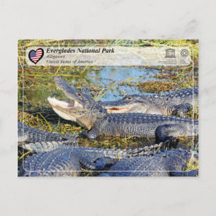 Unesco WHS - Everglades nationalpark - Alligator Vykort