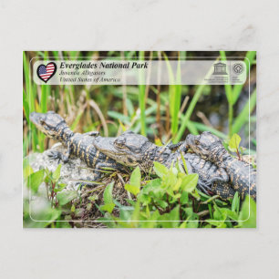 Unesco WHS - Everglades nationalpark - Alligator Vykort