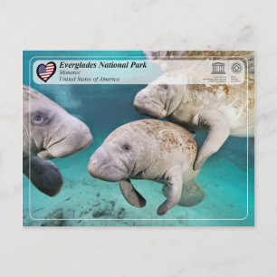 Unesco WHS - Everglades nationalpark - Manatee Vykort