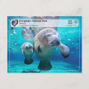 Unesco WHS - Everglades nationalpark - Manatee Vykort
