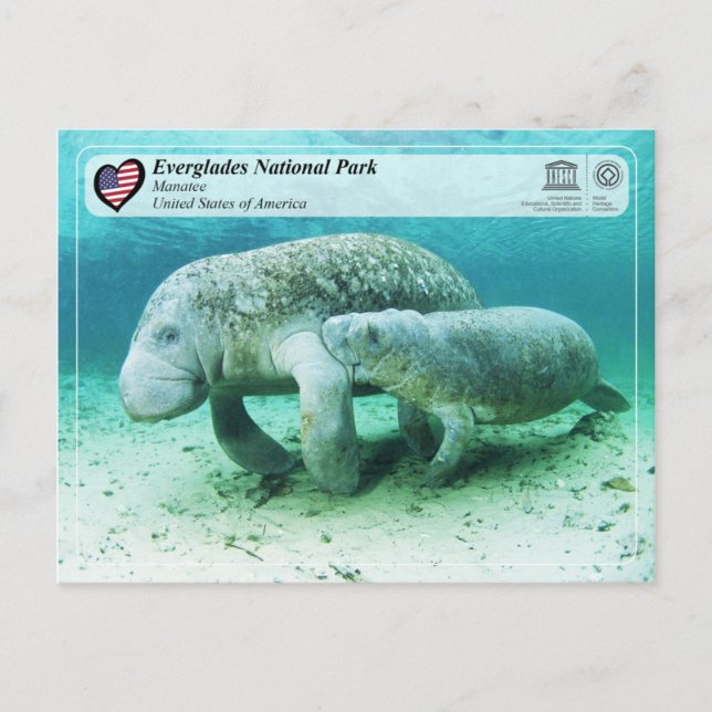 Unesco WHS - Everglades nationalpark - Manatee Vykort (Framsida)