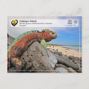 Unesco WHS - Galápagosöarna - Marine Iguana Vykort