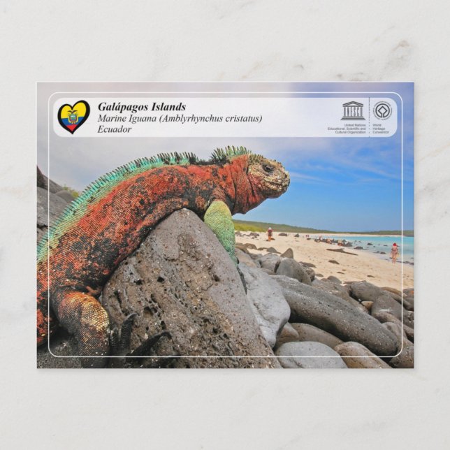 Unesco WHS - Galápagosöarna - Marine Iguana Vykort (Framsida)