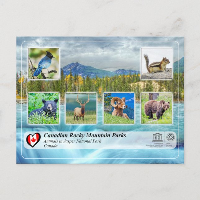 Unesco WHS - Jasper nationalpark Vykort (Framsida)