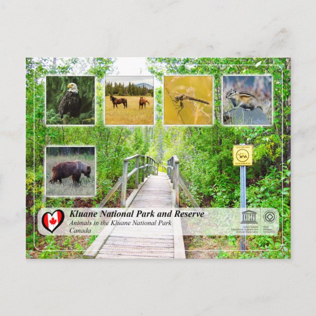 Unesco WHS - Kluane nationalpark och reservat Vykort (Framsida)