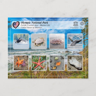 UNESCO WHS - Olympic nationalpark - Marint liv Vykort
