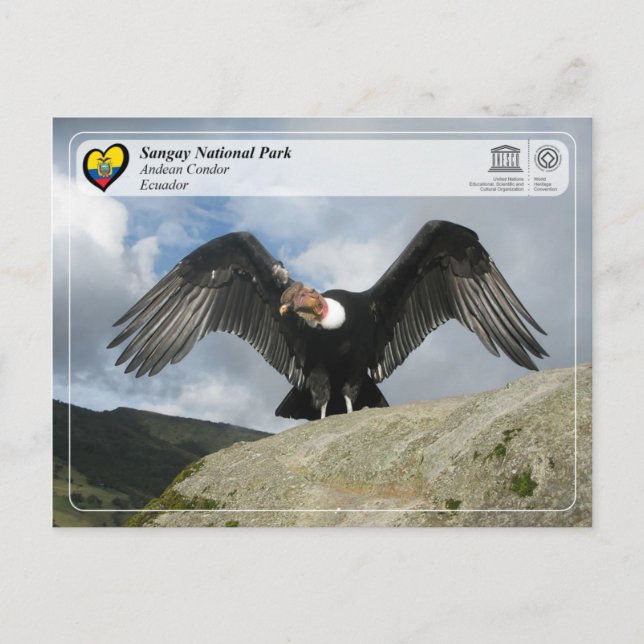 Unesco WHS - Sangay National Park - Andean Condor Vykort (Framsida)