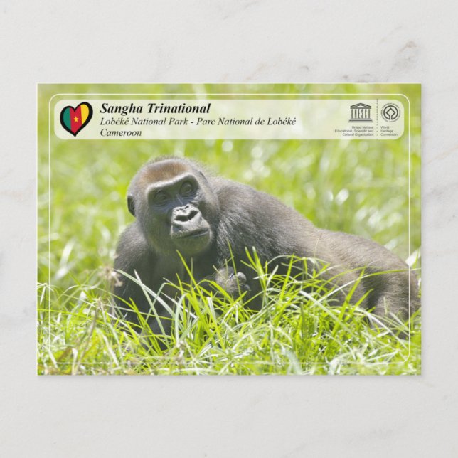 Unesco WHS - Sangha Trinational - Lobéké Vykort (Framsida)