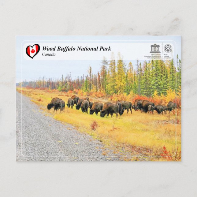 Unesco WHS - Wood Buffalo nationalpark Vykort (Framsida)