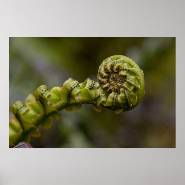 Unfurling Fern Frond Poster (Framsidan)