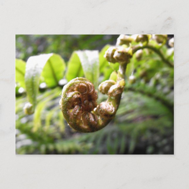 Unfurling Fern Frond Vykort (Framsida)