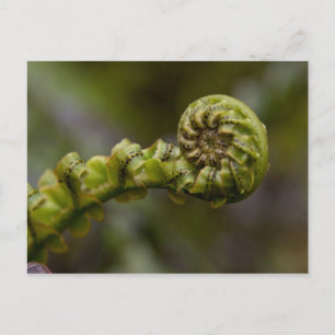Unfurling Fern Frond Vykort