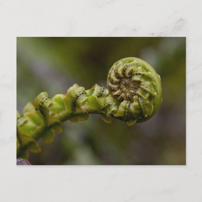 Unfurling Fern Frond Vykort (Framsida)