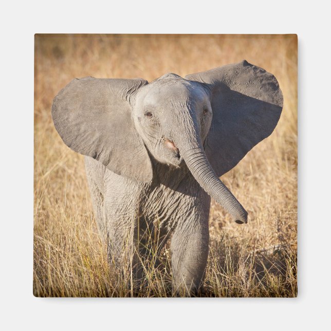 Ung afrikansk savannelevande elefant magnet (Framsidan)