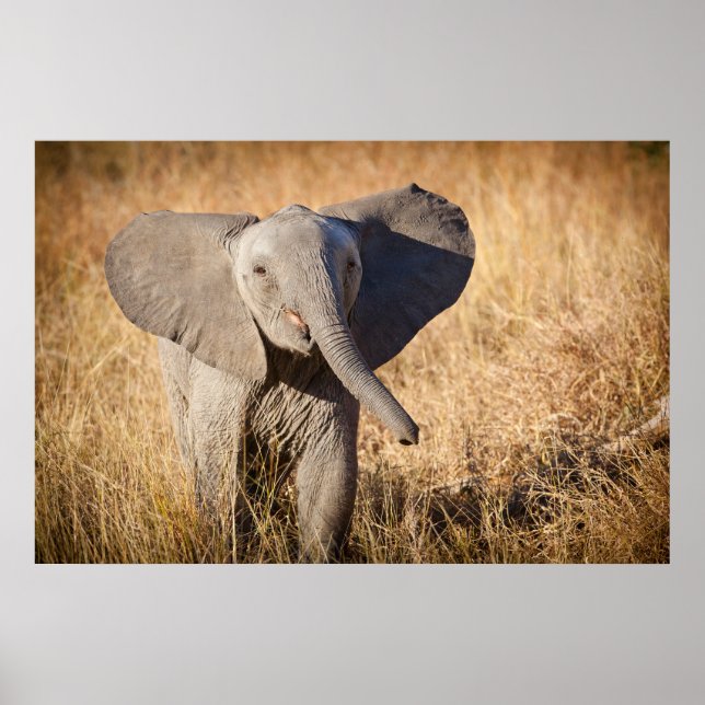 Ung afrikansk savannelevande elefant poster (Framsidan)