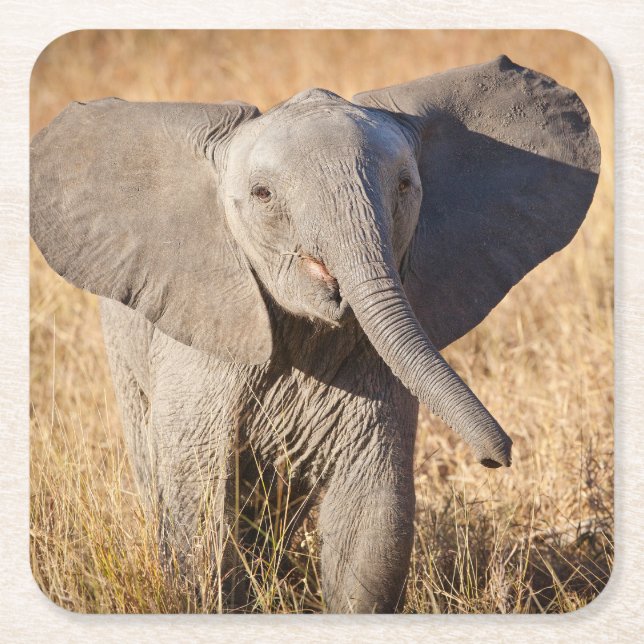 Ung afrikansk savannelevande elefant underlägg papper kvadrat (Framsidan)