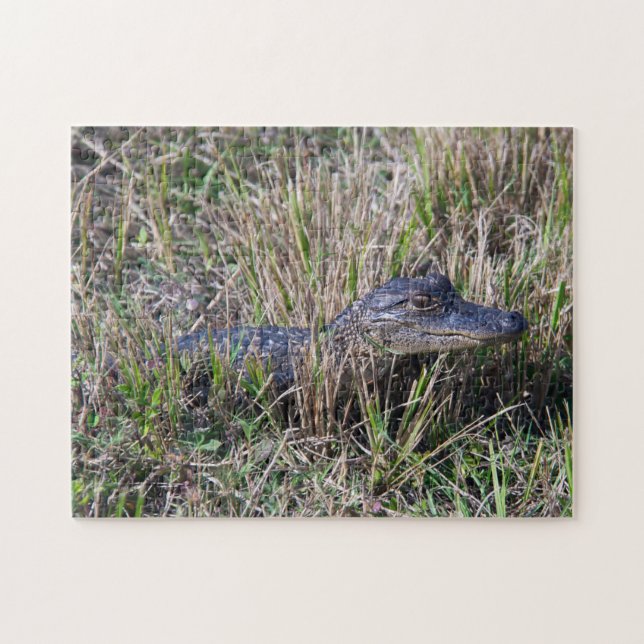 Ung Alligator i kärrgräs Vilda naturen  Pussel (Horisontell)