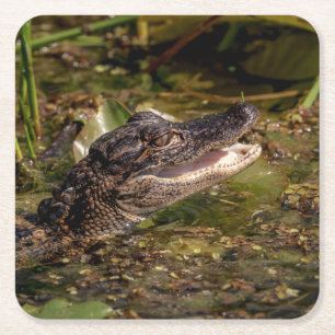 Ung alligator underlägg papper kvadrat