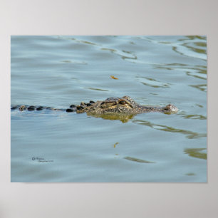 Ung alligatoraffisch poster
