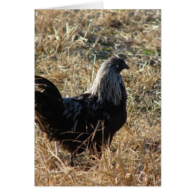 Ung Bantam Hälsningskort (Framsidan)