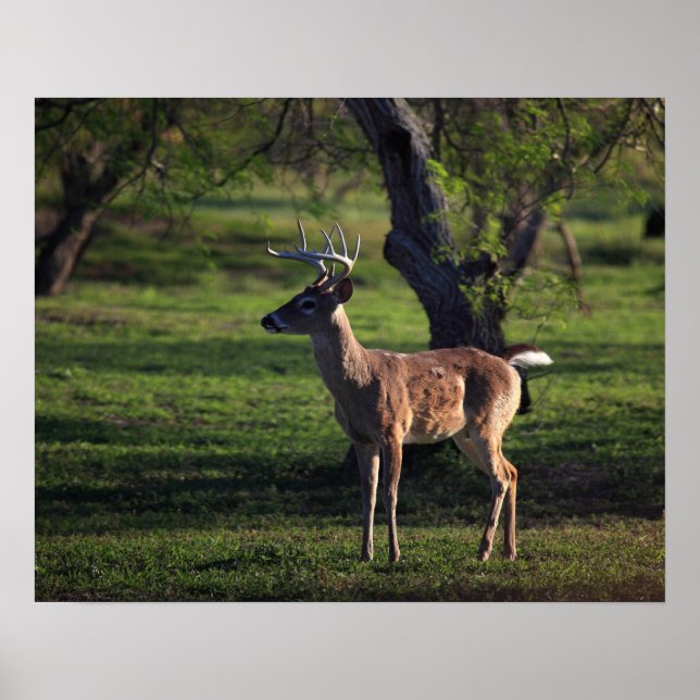 Ung Buck-poster Poster (Framsidan)