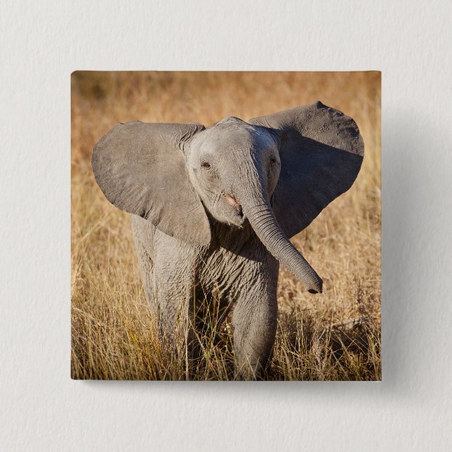 Ung buskelevande elefant knapp (Framsida)