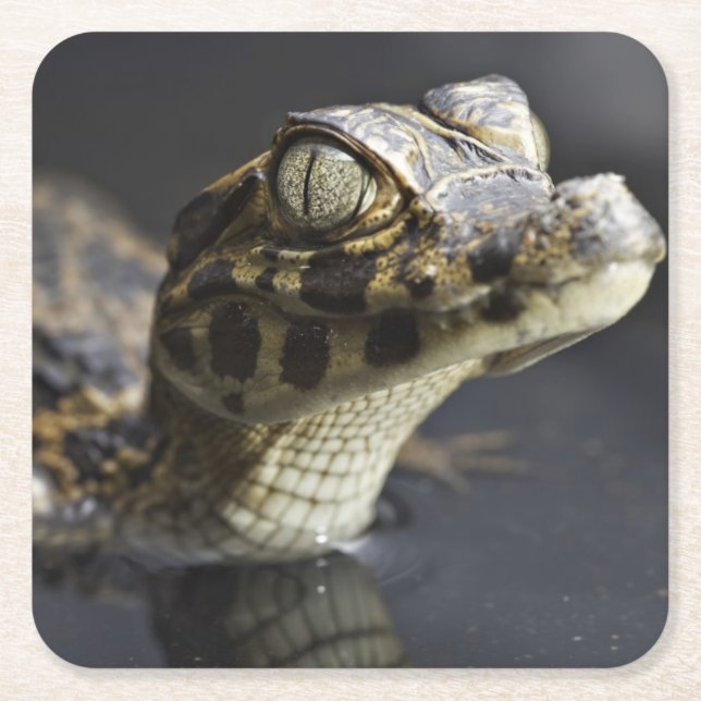 Ung cayman i vatten med reflexion underlägg papper kvadrat (Framsidan)