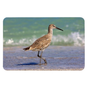 Ung CurlewShorebird på den Florida strandmagneten Magnet