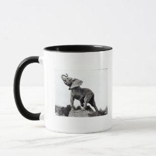 Ung elefant som fångas i en fälla mugg