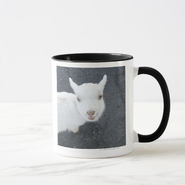 Ung get mugg (Höger)