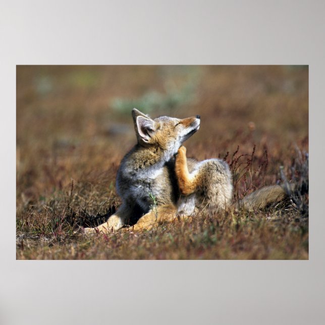 Ung grå räv vid Torres Del Paine nationalpark Poster (Framsidan)