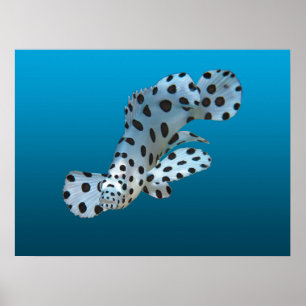 Ung grouper - Gradient blå bakgrund    Poster
