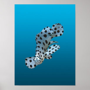 Ung grouper - Gradient blå bakgrund Poster