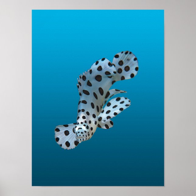 Ung grouper - Gradient blå bakgrund |  Poster (Framsidan)